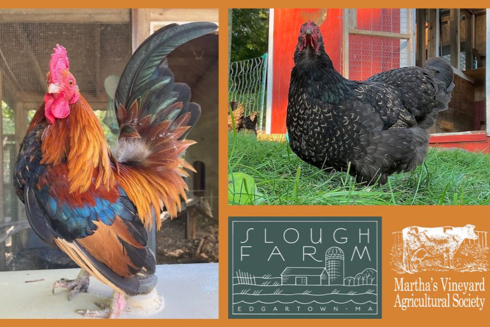 Poultry Biosecurity Basics with Dr. Erin Masur and Kait Cahill