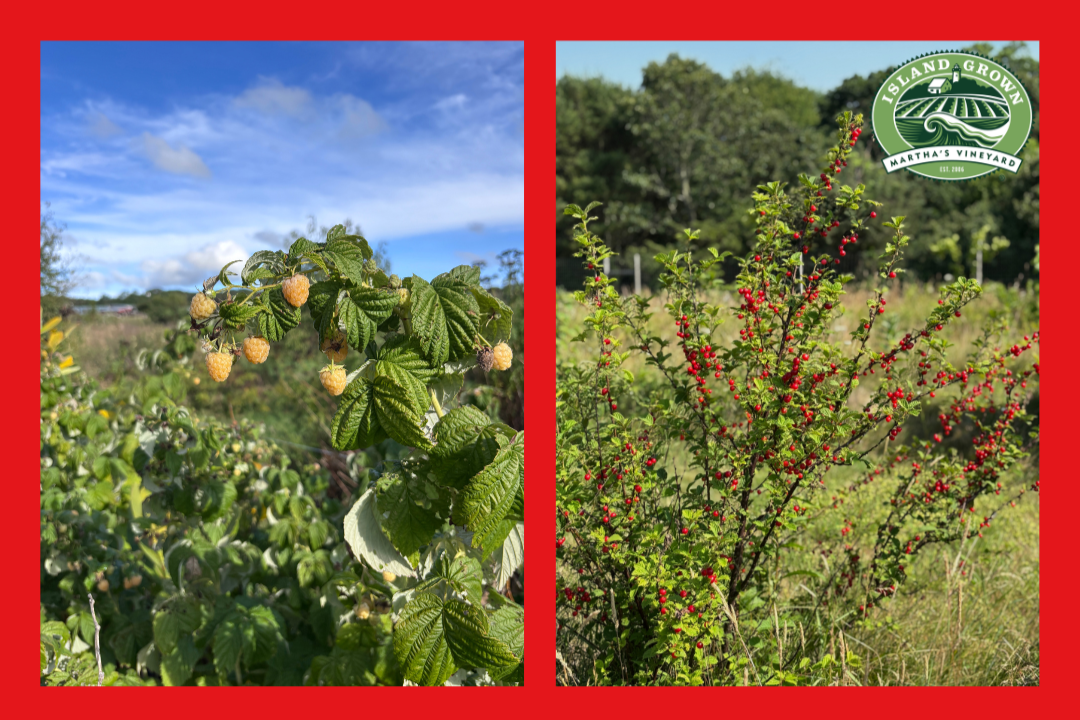 Growing Small Fruits with Mary Sage Napolitan