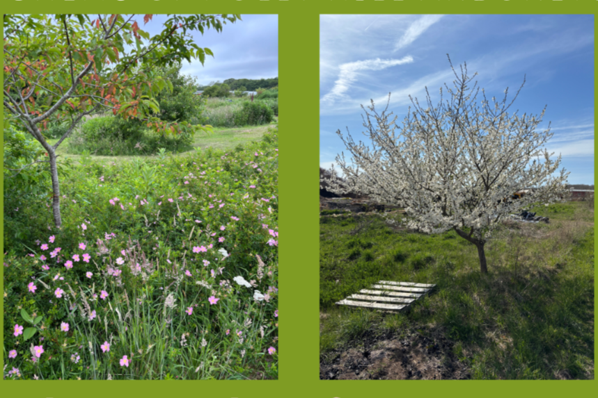 Pruning Fruit Trees and Shrubs with Ian Jochems and Mary Sage Napolitan
