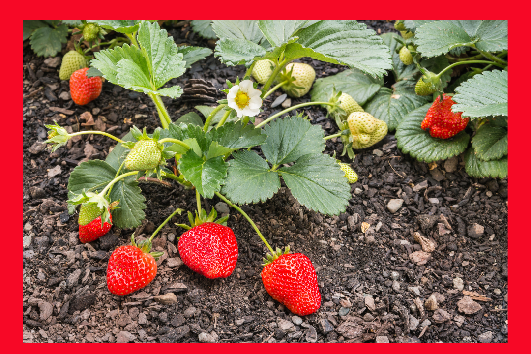 Strawberry School: Getting Strawberries Off to a Strong Start with John Galvan of UMass Extension
