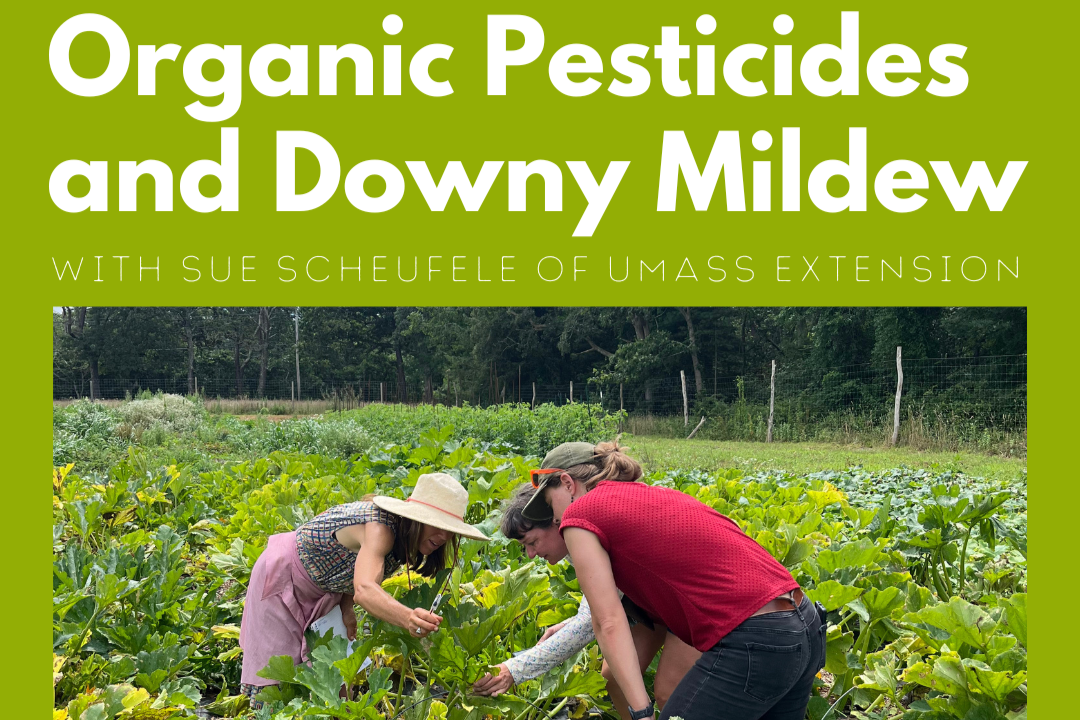 Organic Pesticides and Downy Mildews with Sue Scheufele of UMass Extension