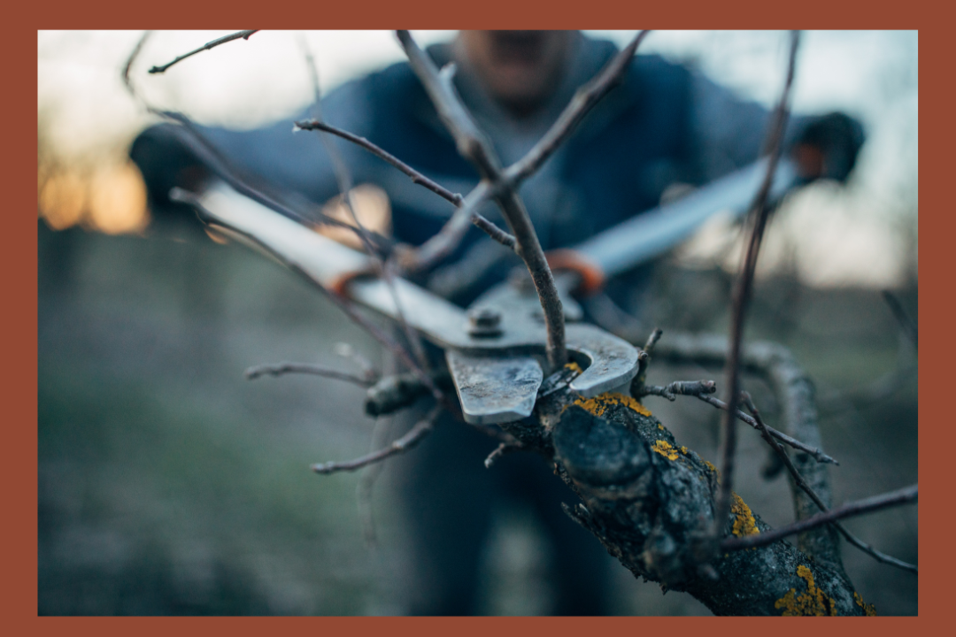 Pruning Fruit Trees with Ian Jochems