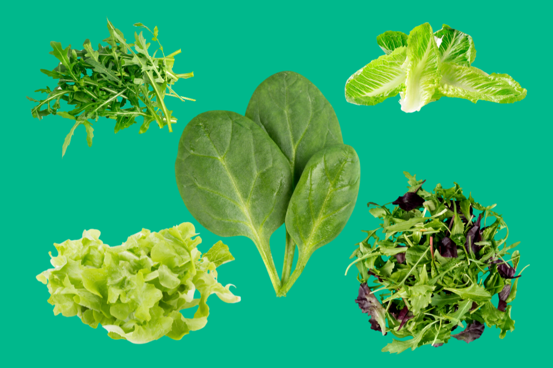 Growing Salad Greens with Rosemary Confalone