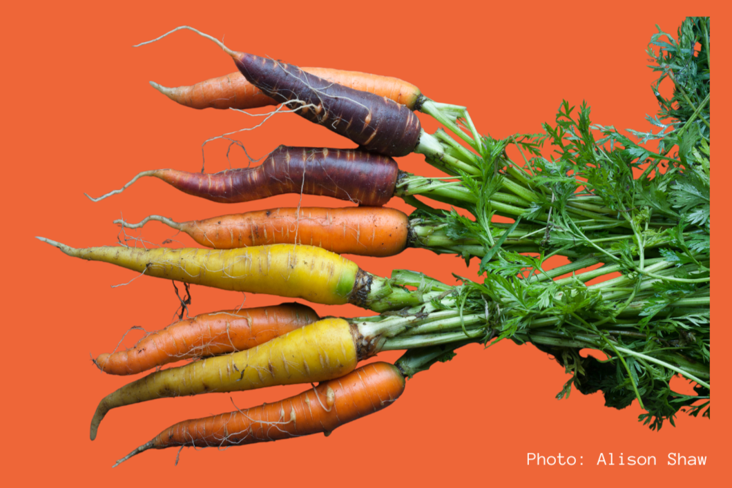 Growing Carrots with Ethan Buchanan-Valenti