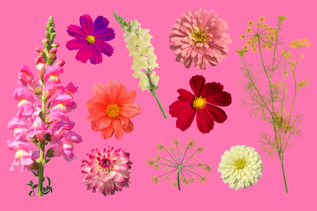 Growing Flowers 101 with Dalila Bennett