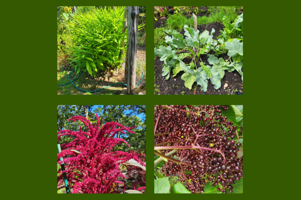 Create a Food Forest in Your Backyard with Roxanne Kapitan