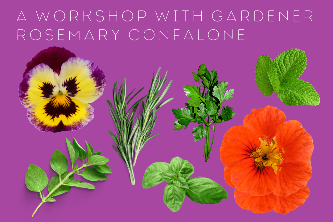 Growing Herbs and Edible Flowers with Rosemary Confalone
