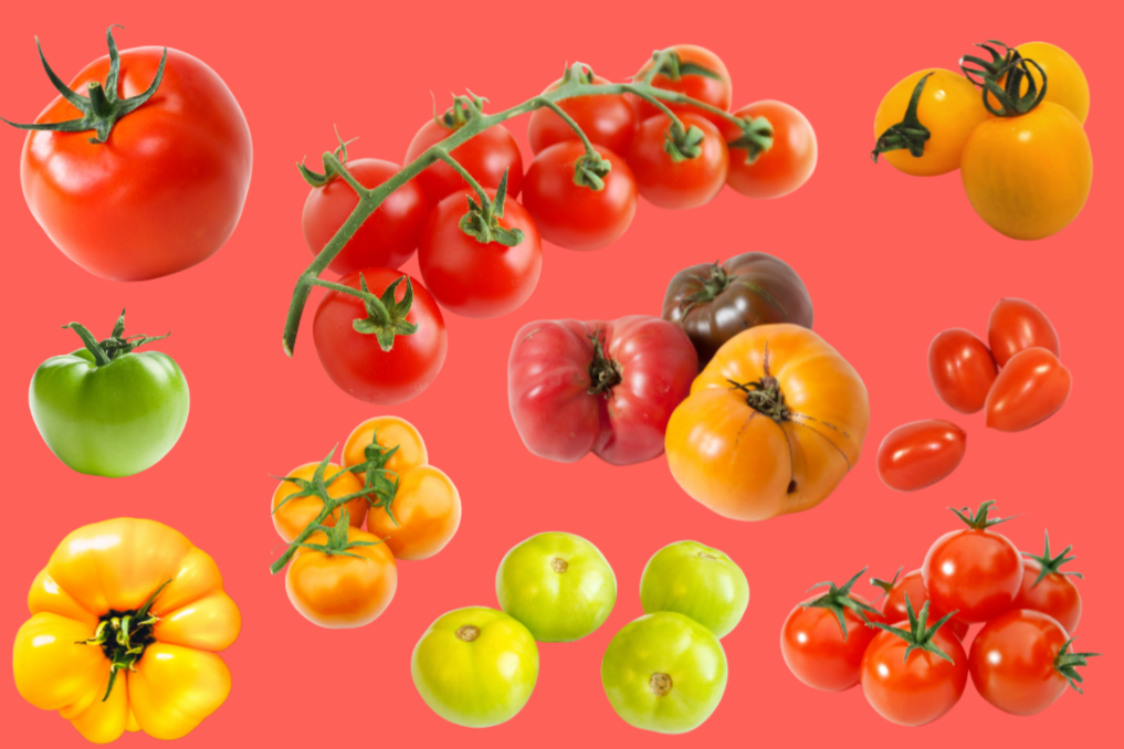 Growing Tomatoes with Lydia Fischer