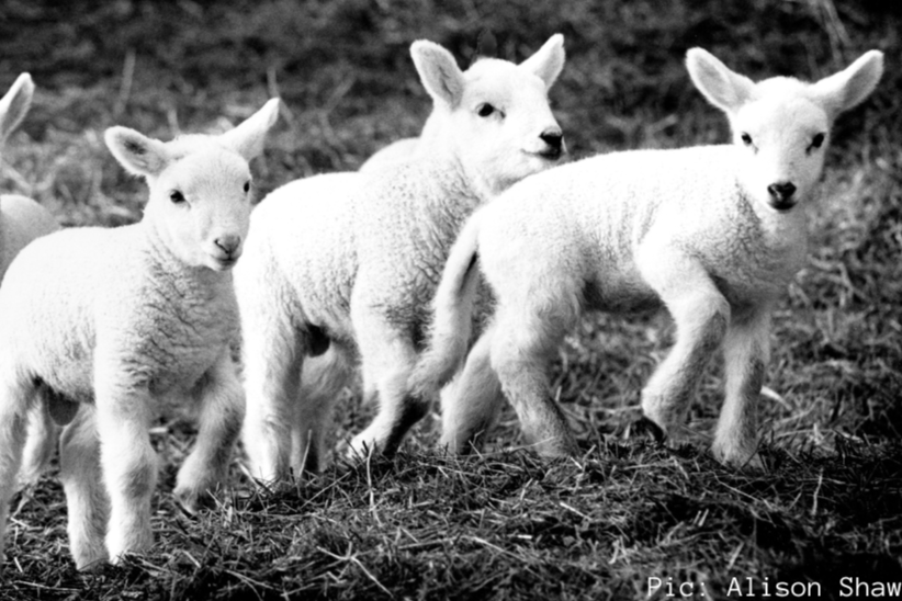 4-H Farm Animal Meet and Greet