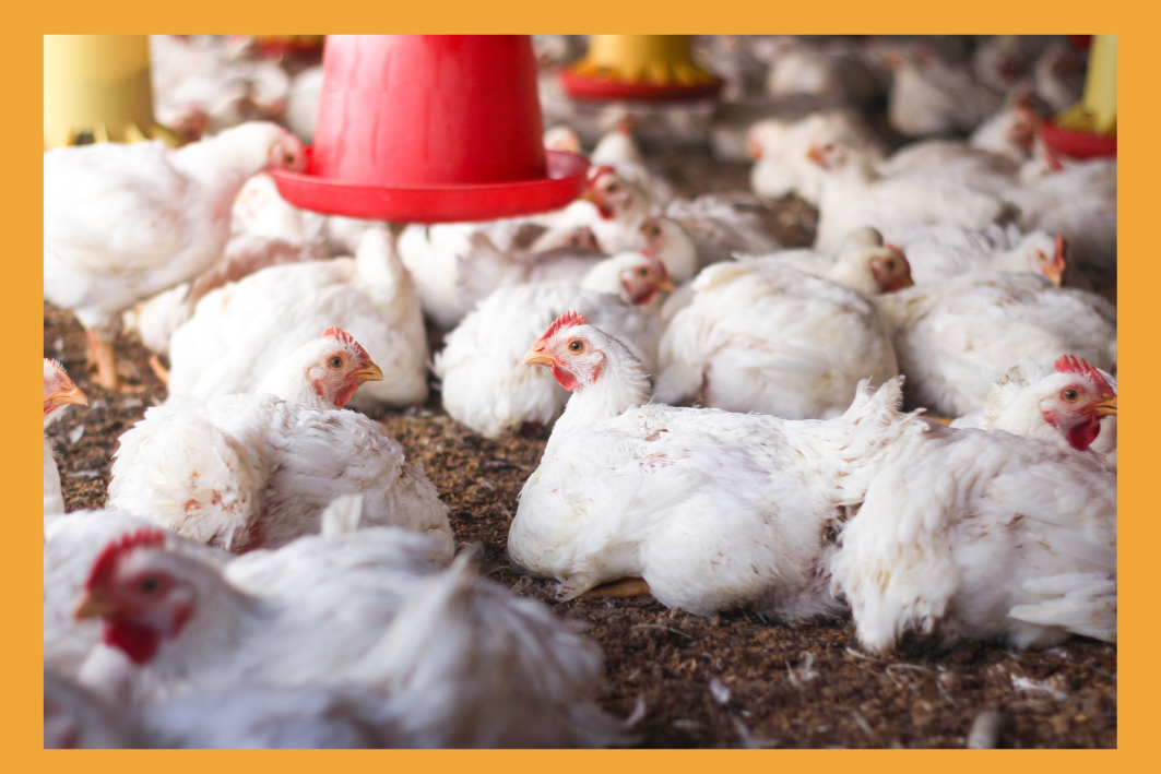 Chicken Processing Training