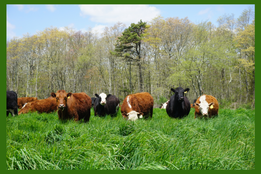 Increasing Your Environmental Sustainability and Bottom Line through Regenerative Grazing with Ridge Shinn