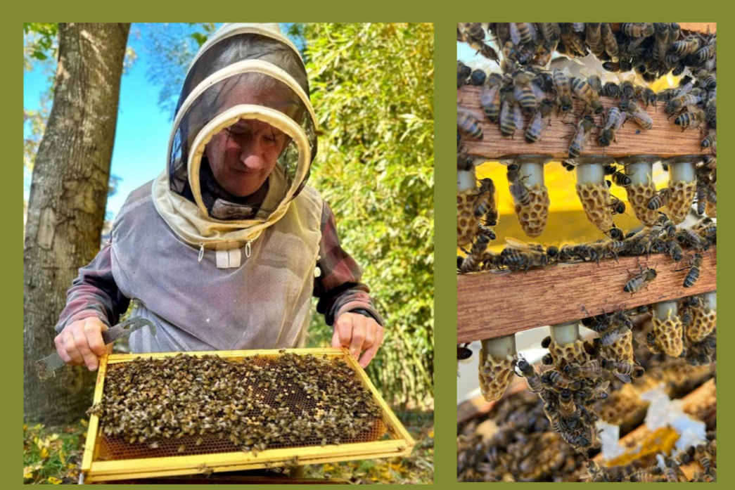Beekeeping Club: Queen Rearing with Tim Colon