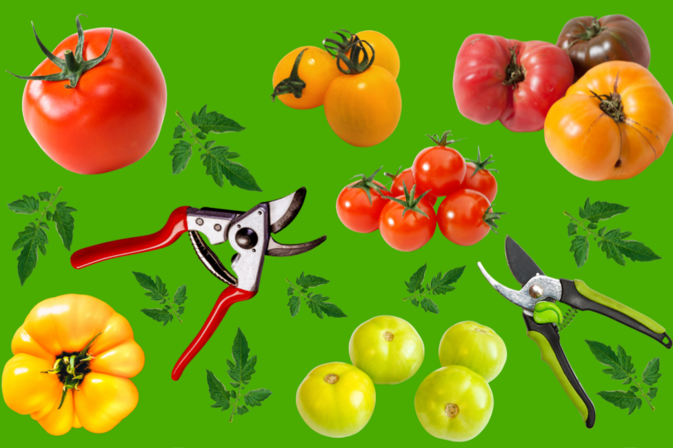 Tomato Pruning Workshop with Lydia Fischer
