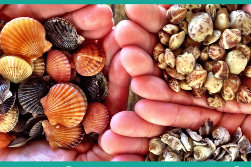 Farming the Sea