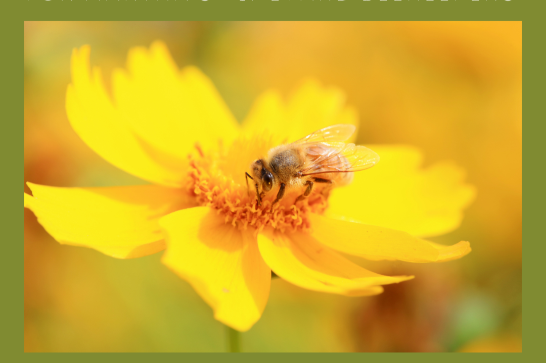 Beekeeping Club