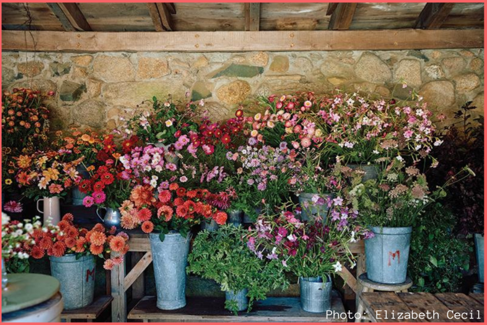 Flower Farming and Arranging 101 at Tea Lane Farm