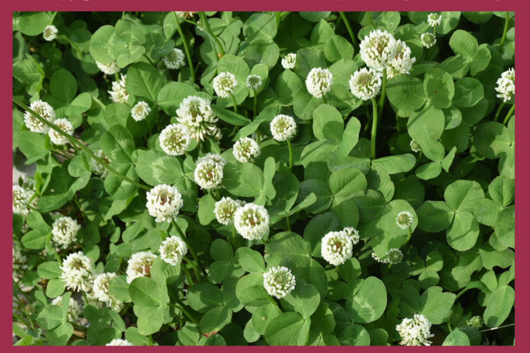 Perennial Cover Crop Q&A with Lincoln Fishman of Momentum Ag