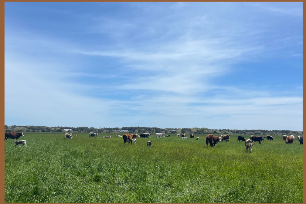 Farm Day: Morning Glory Livestock Tour