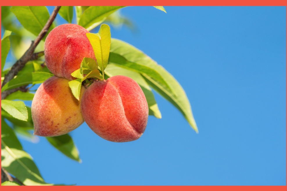 Summer Fruit Tree Pruning with Ian Jochems