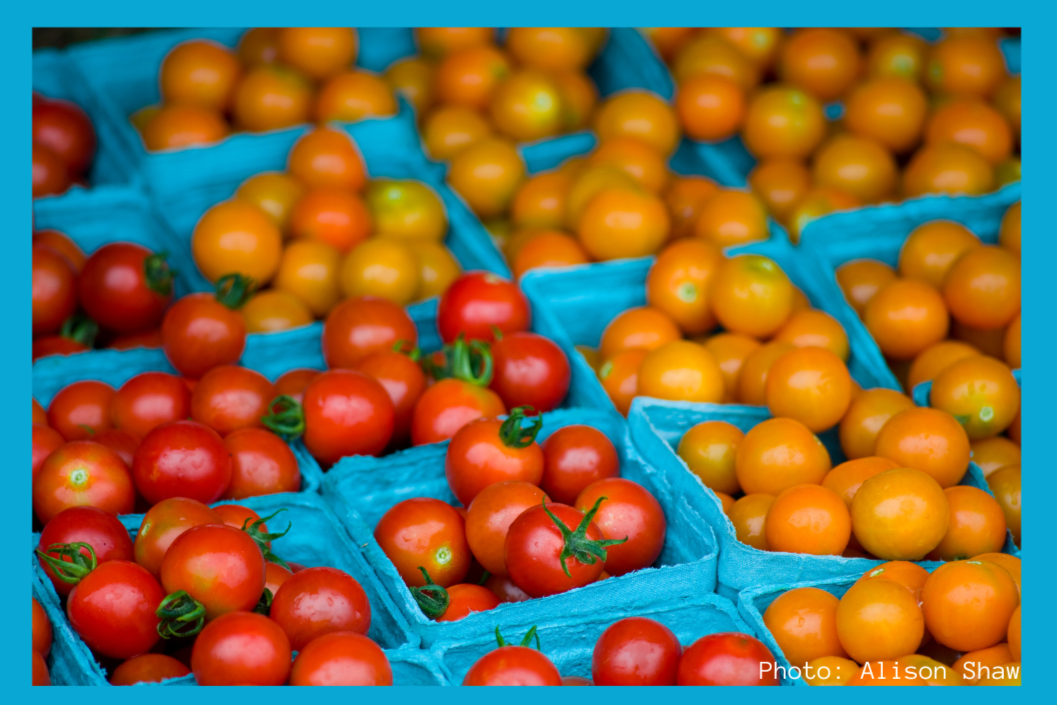 Tomato Tasting and Potluck at Ghost Island Farm