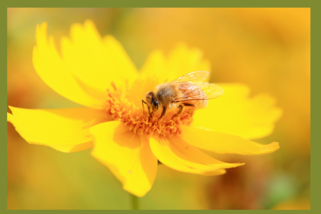 Beekeeping Club