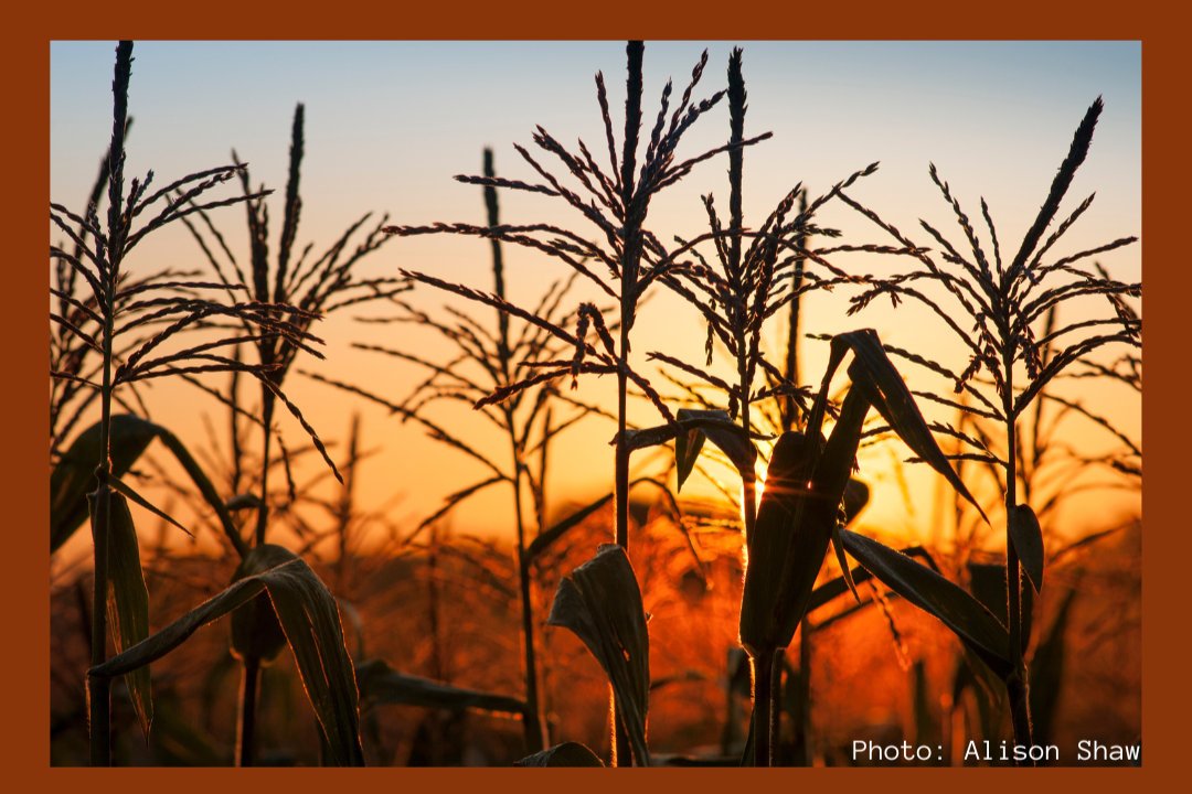 Wampanoag Food Sovereignty with the Aquinnah Cultural Center