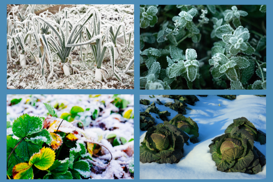 Preparing Your Garden for Winter