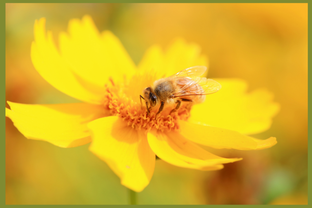 MV Bee Club