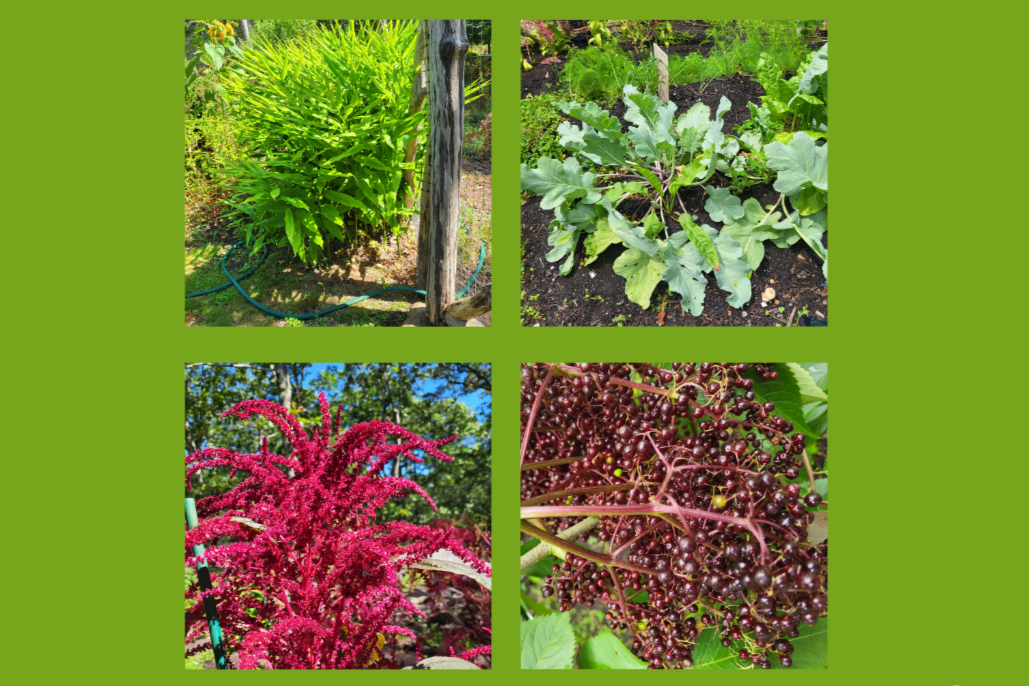 Create a Food Forest in your Backyard