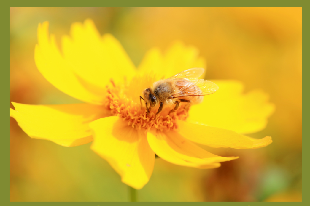 Beekeeping Club