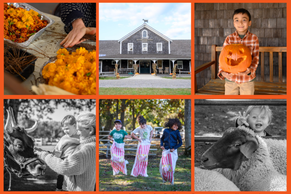 6th Annual Harvest Festival/6º Festival da Colheita Anual