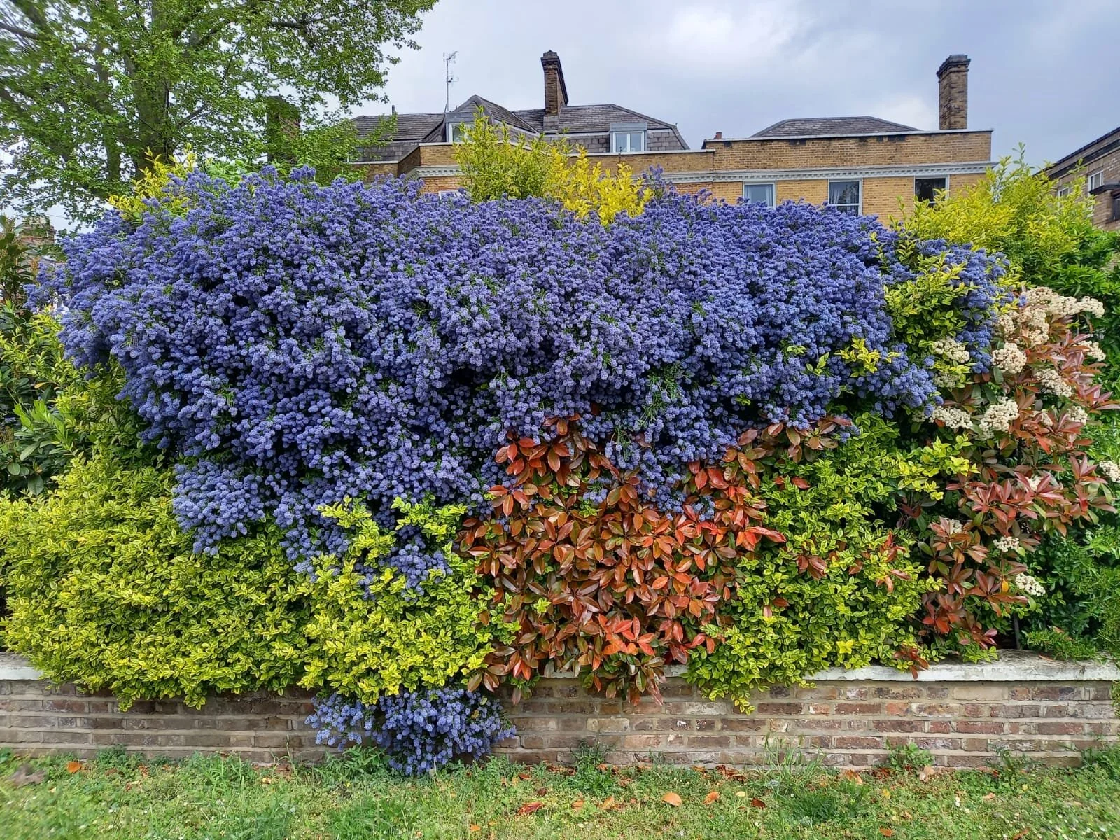 Living walls, can I really have one and what is involved?