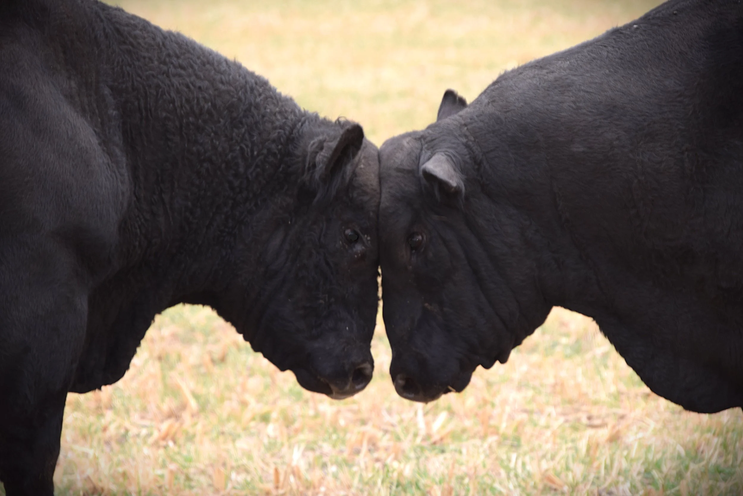 Meeting of the minds.JPG