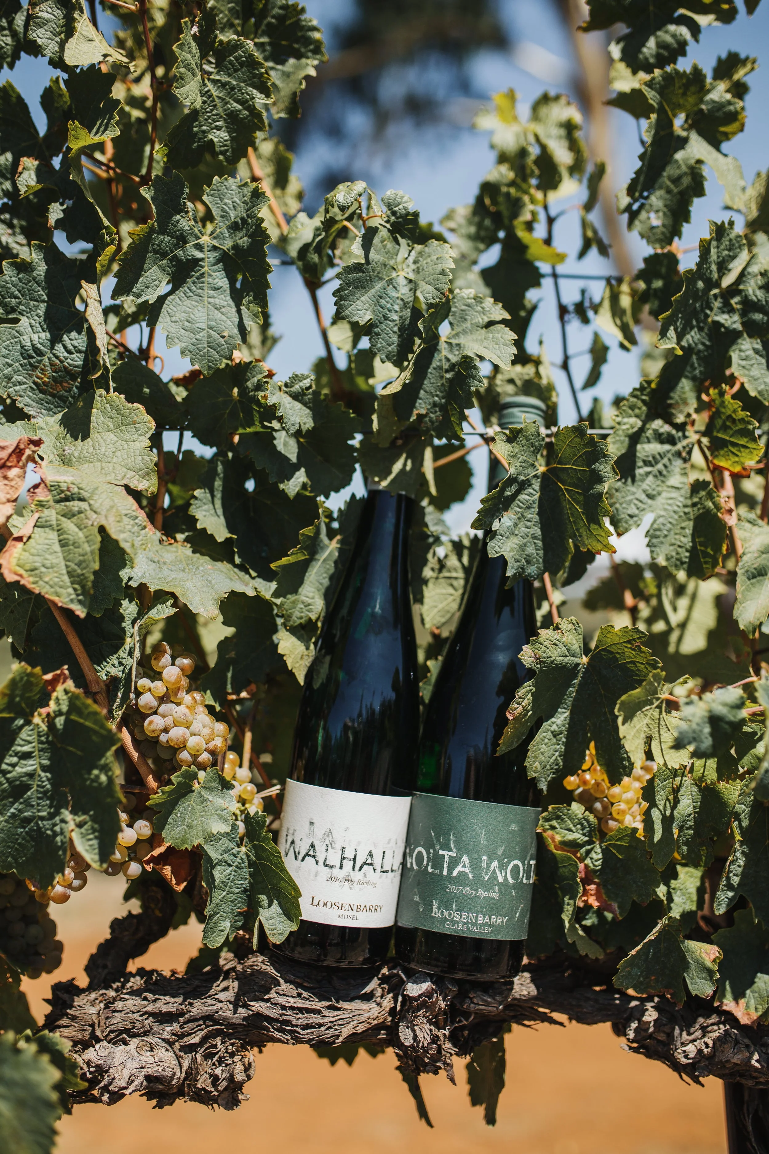 Jim Barry Paired Wine Dinner — DAISY | GREEN