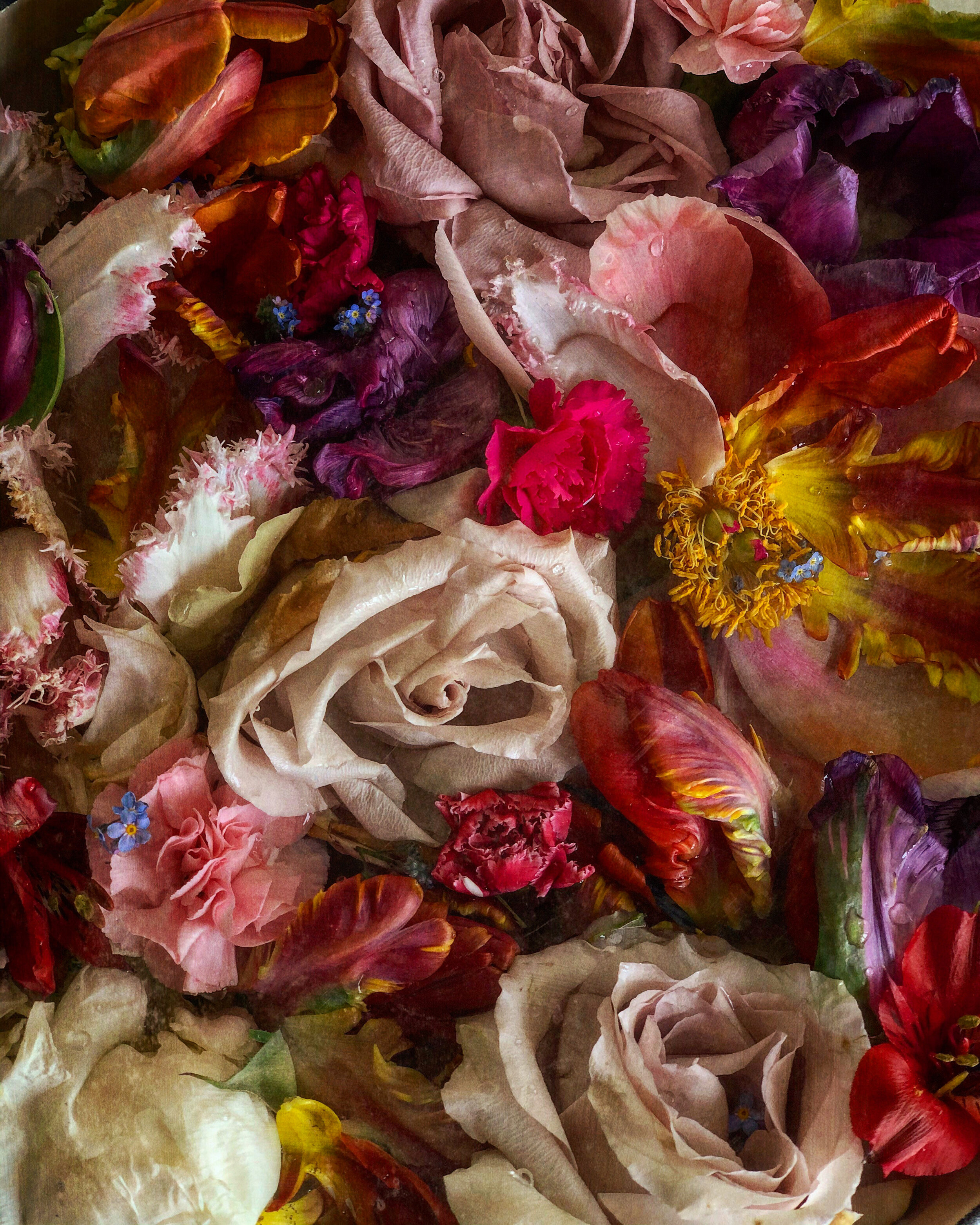 :: Limited Edition :: Emerge Fine Art Print