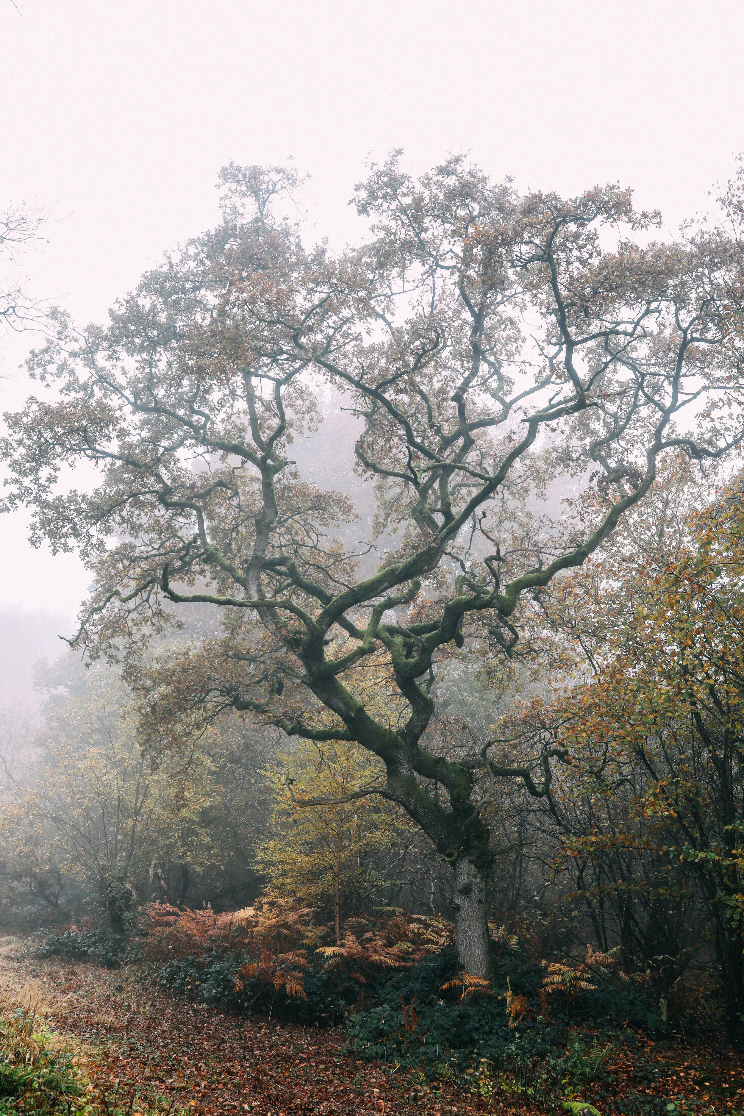 Old Sulehay Wood Fine Art Print