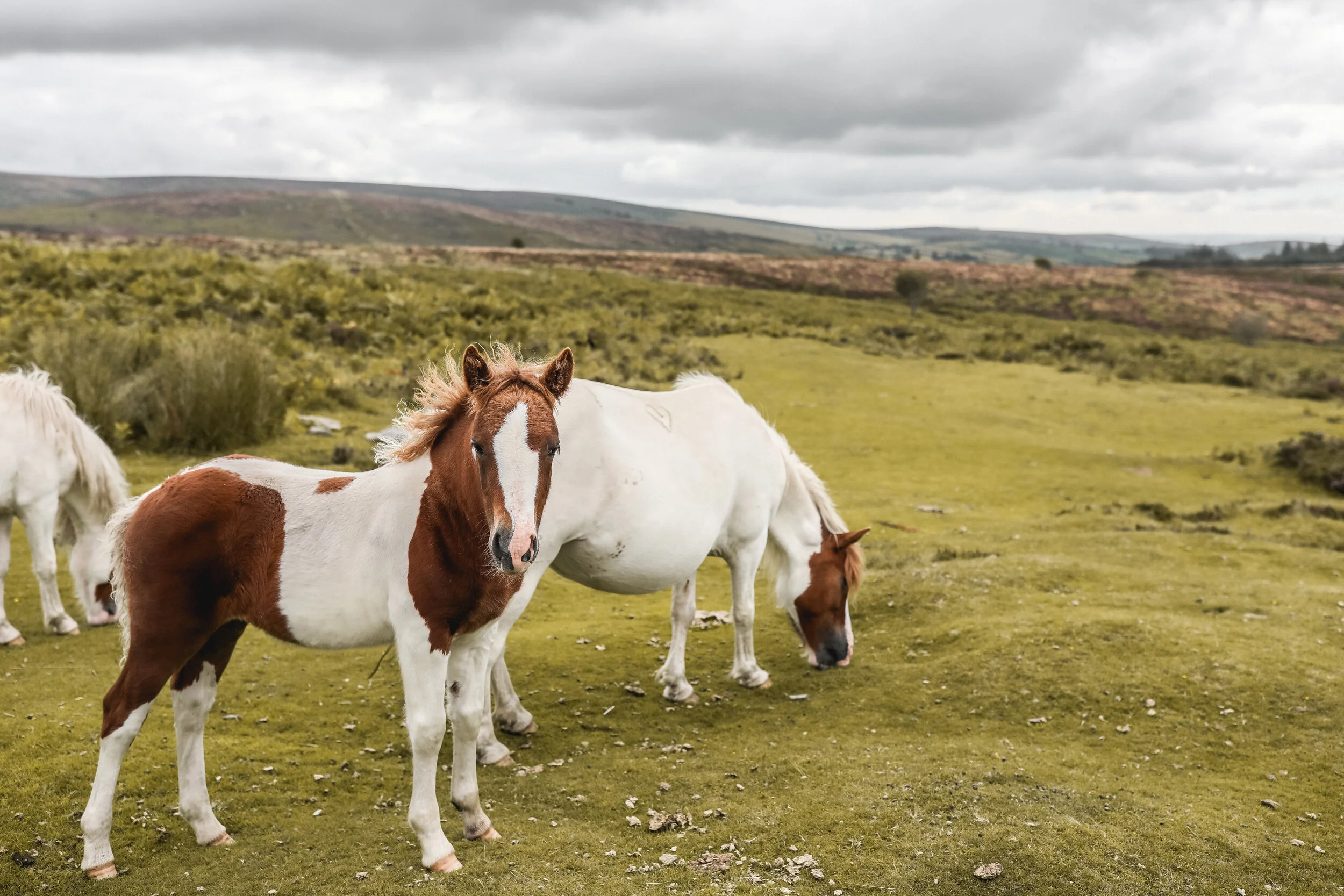 Wild Horses of Dartmoor