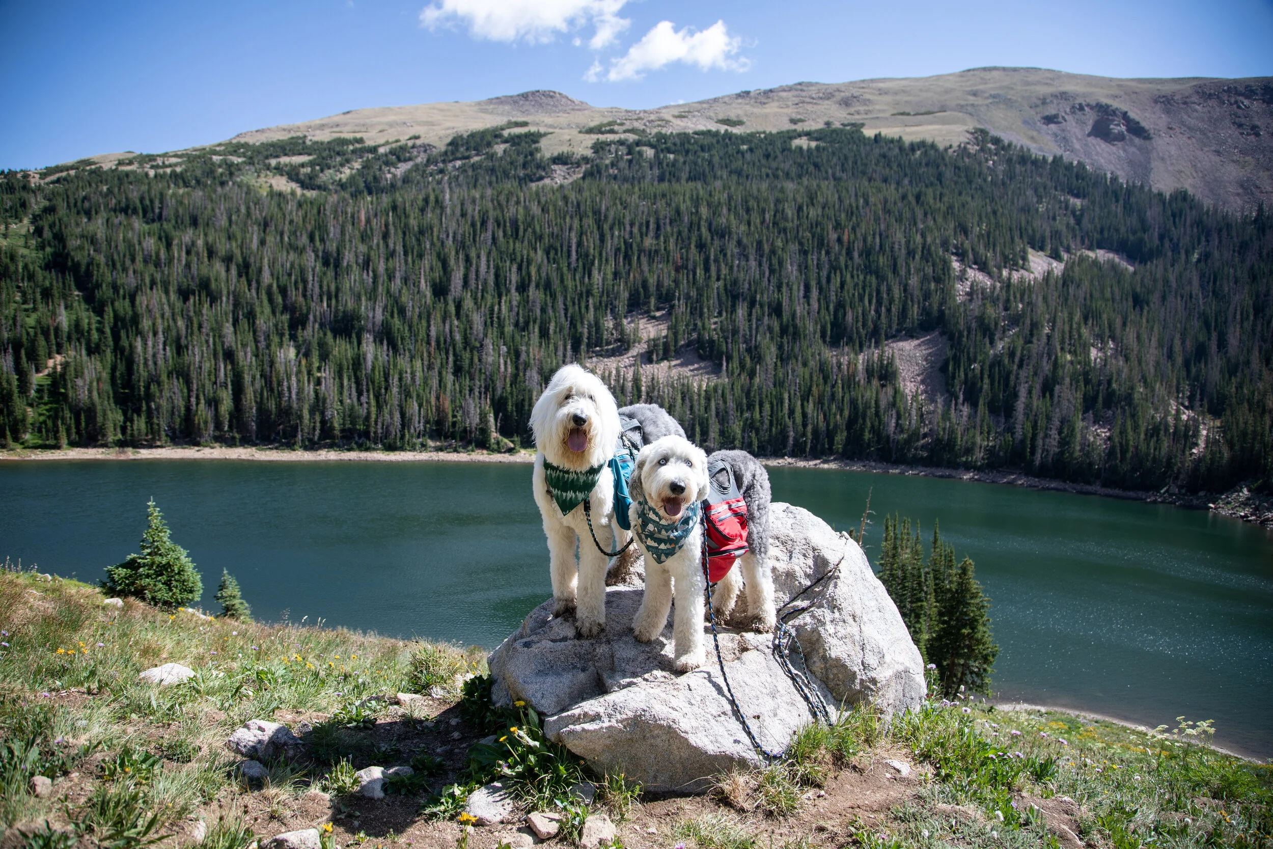 Alpine Adventures 