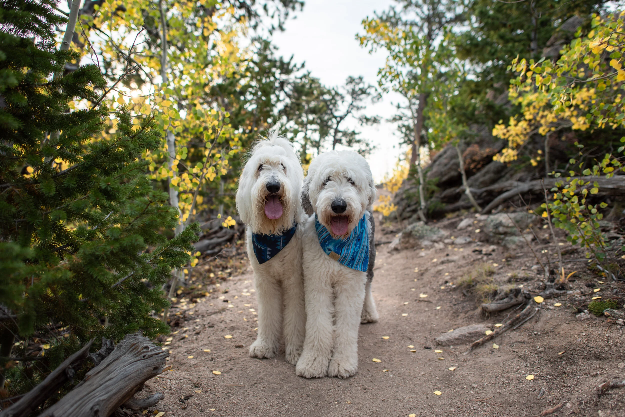 HIKE 91 2020
