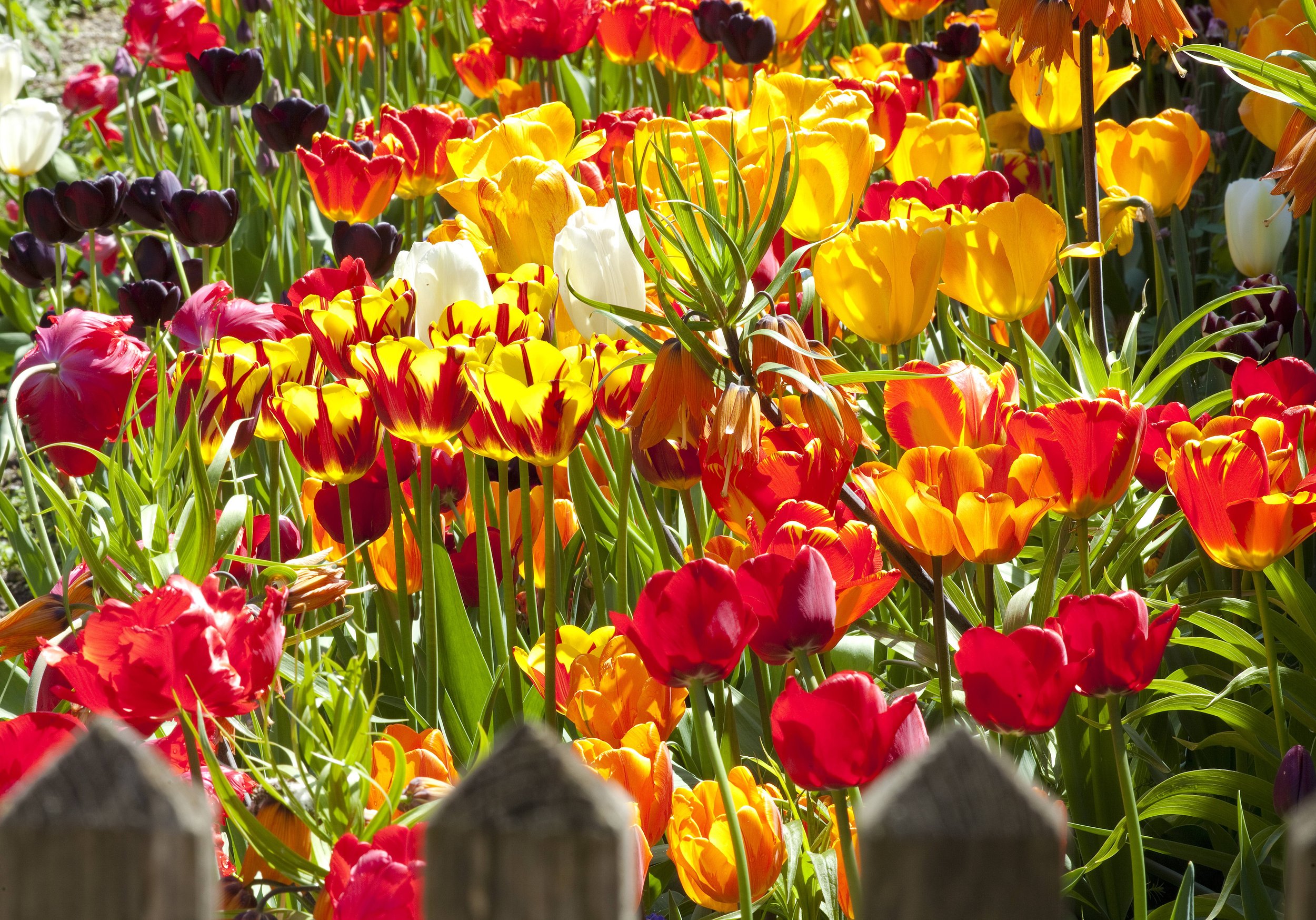 Alice Thinschmidt/ www.gartenfoto.at