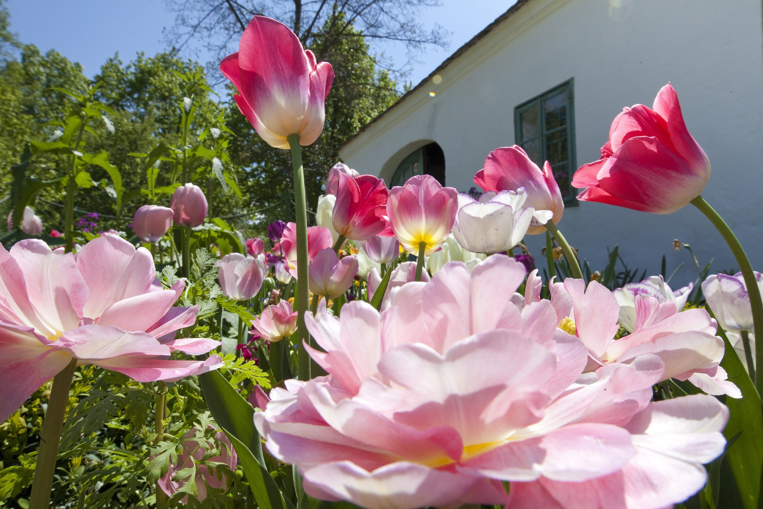 gf4150 Tulpen im Vorgarten.jpg