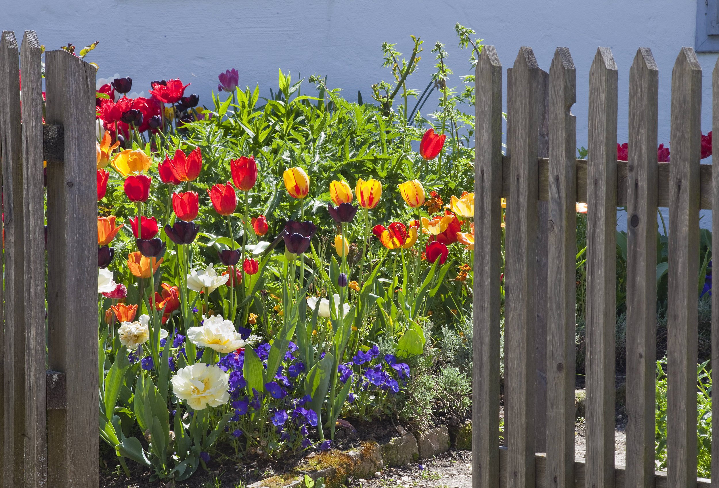 Alice Thinschmidt/ www.gartenfoto.at