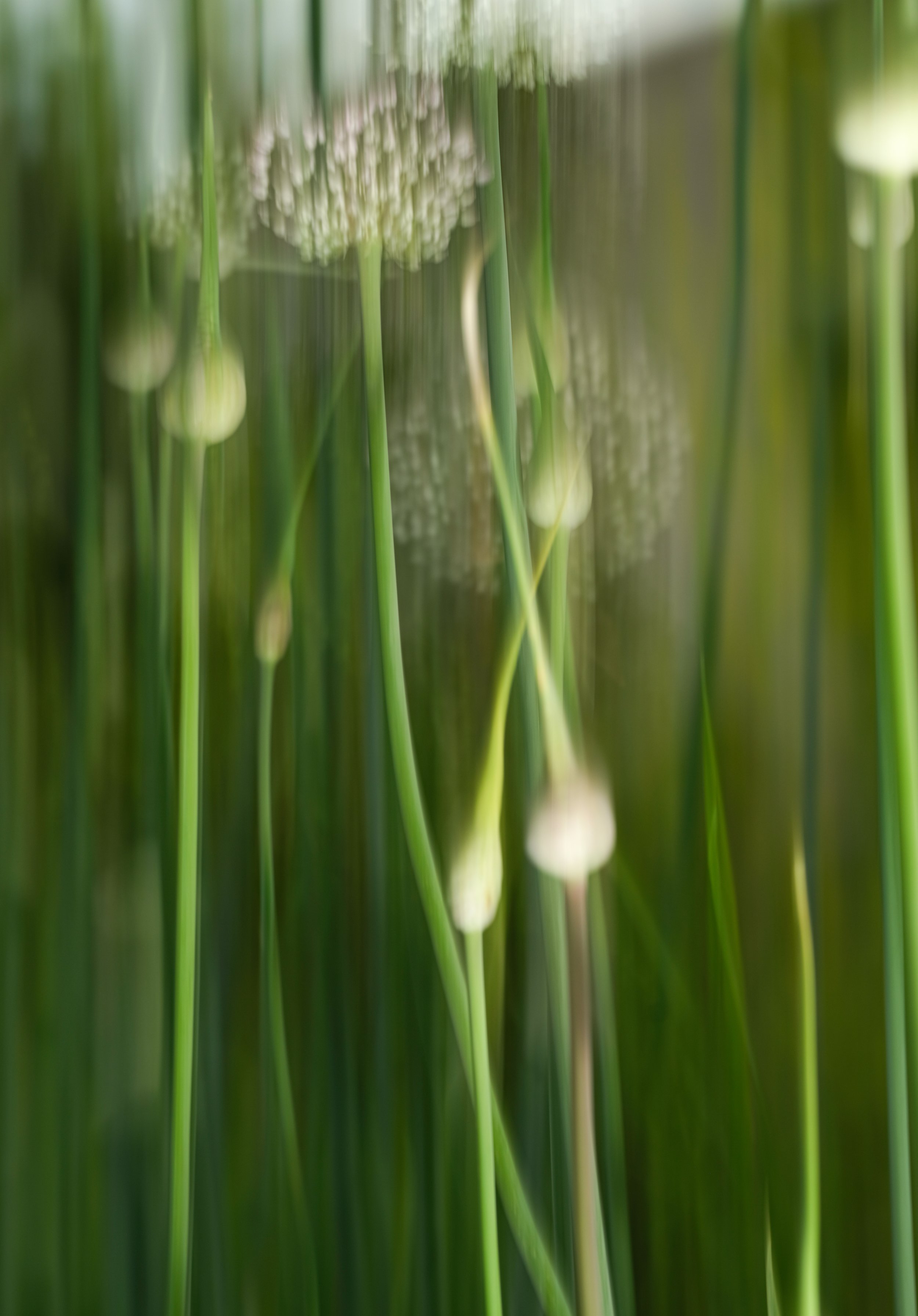 Jegelphotography_Leek-7.jpg