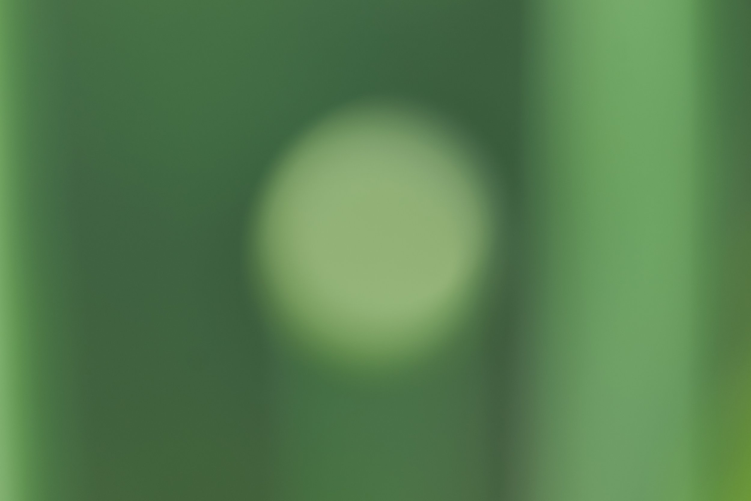 Jegelphotography_Leek-2.jpg