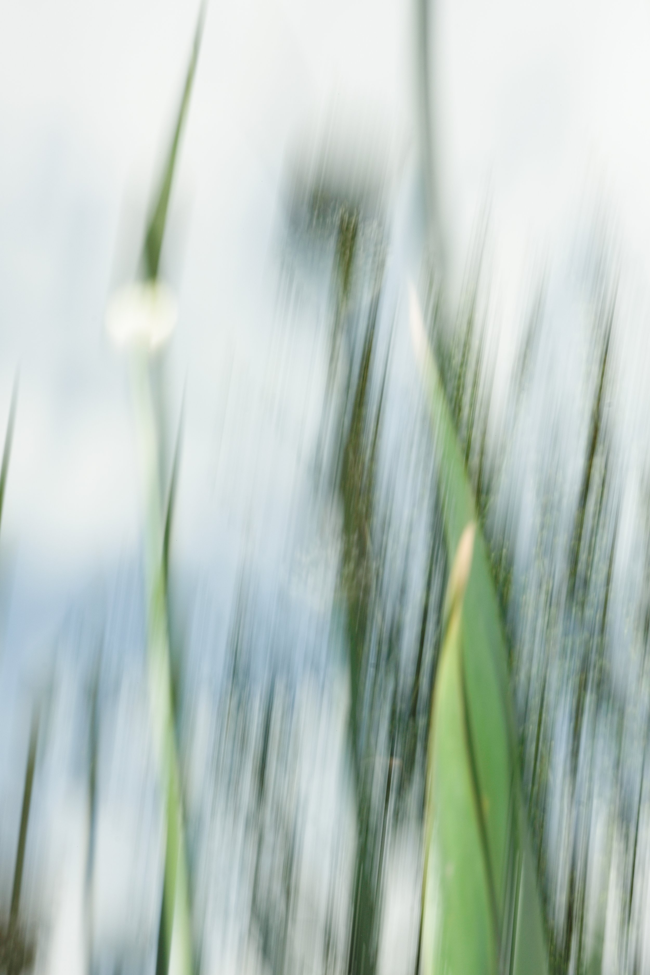 Jegelphotography_Leek-4.jpg