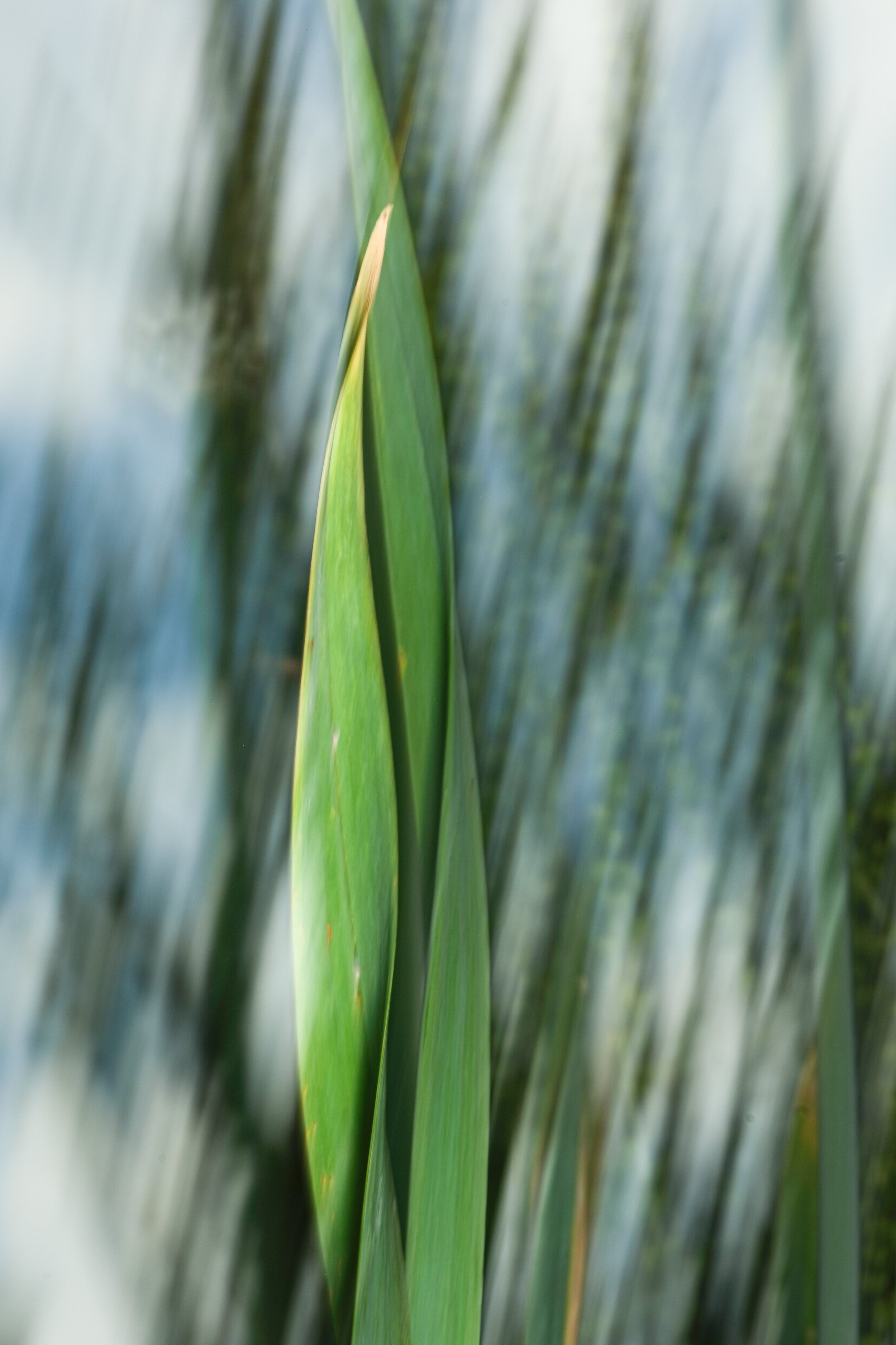 Jegelphotography_Leek-3.jpg