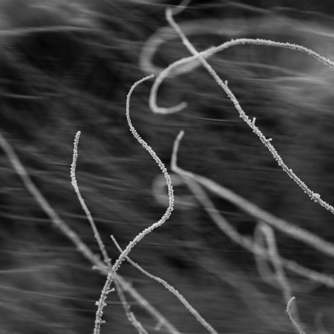 Honorabel Mention in Fine Art Category in 5th edition of Monovision Photography Awards 2021