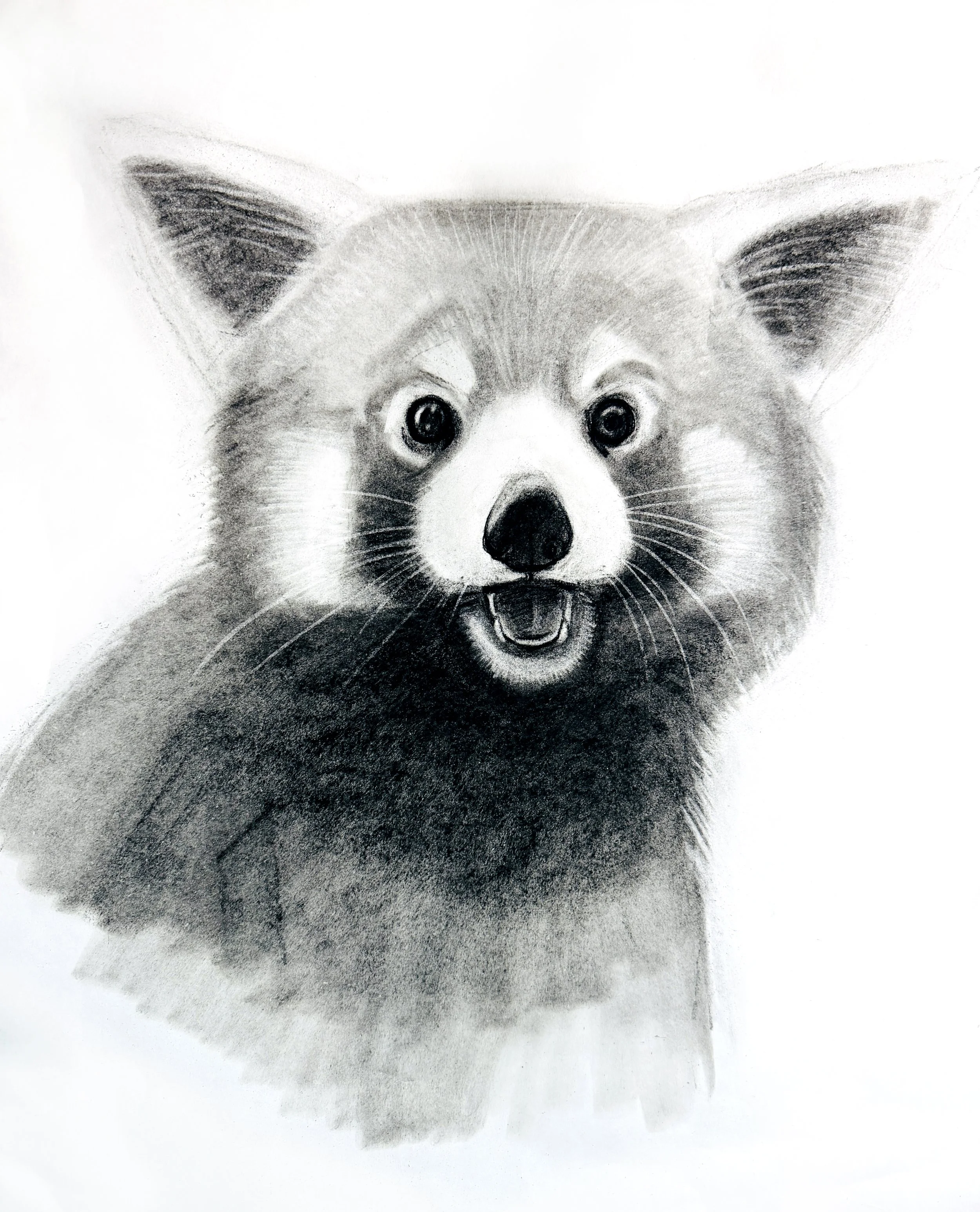 Red Panda portrait, 2026, Charcoal on paper