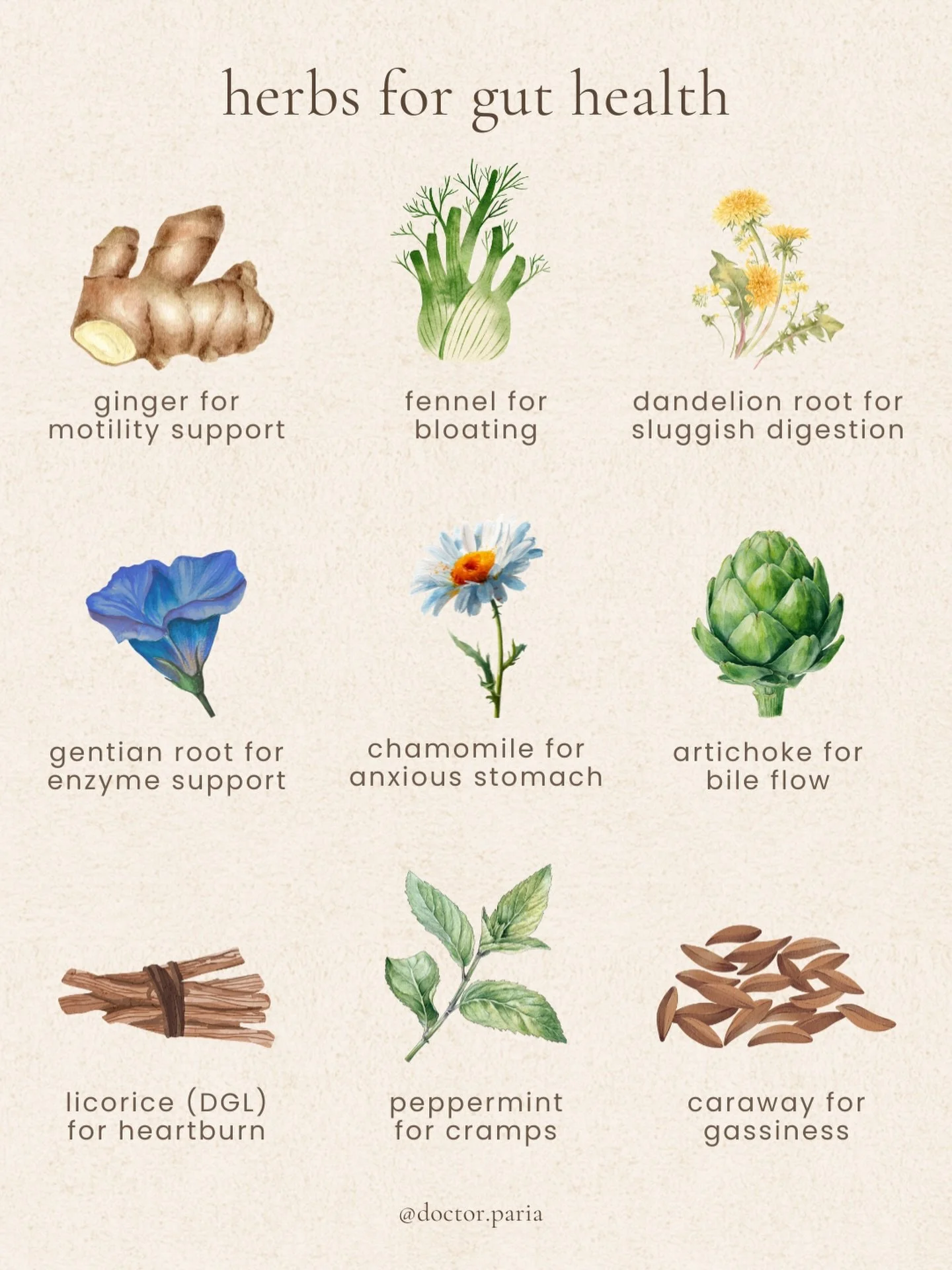 herbs that help support digestive health 🤎 #digestivehealth #digestivesystem #digestivewellness #digestivesupport #guthealthy