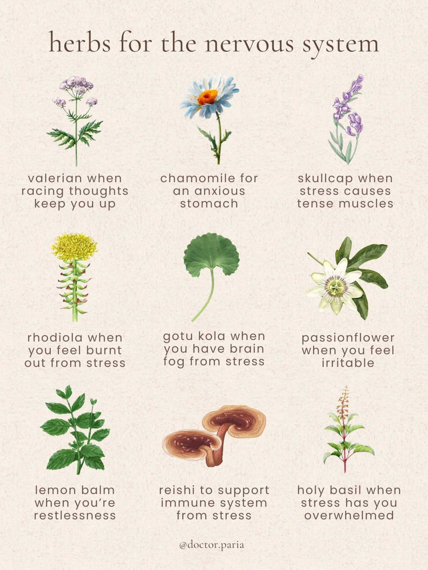 these are some of my favorite herbs to use and specific feelings they can help with 🧠

some of these are adaptogens that are working long term on re-regulating the HPA axis &amp; cortisol, while some of these herbs are known as relaxing nervines tha
